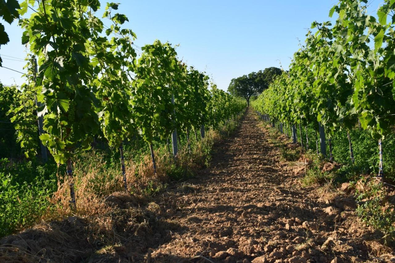 Ferienhaus & Weingut Am Steingebiss Pension Billigheim-Ingenheim Buitenkant foto