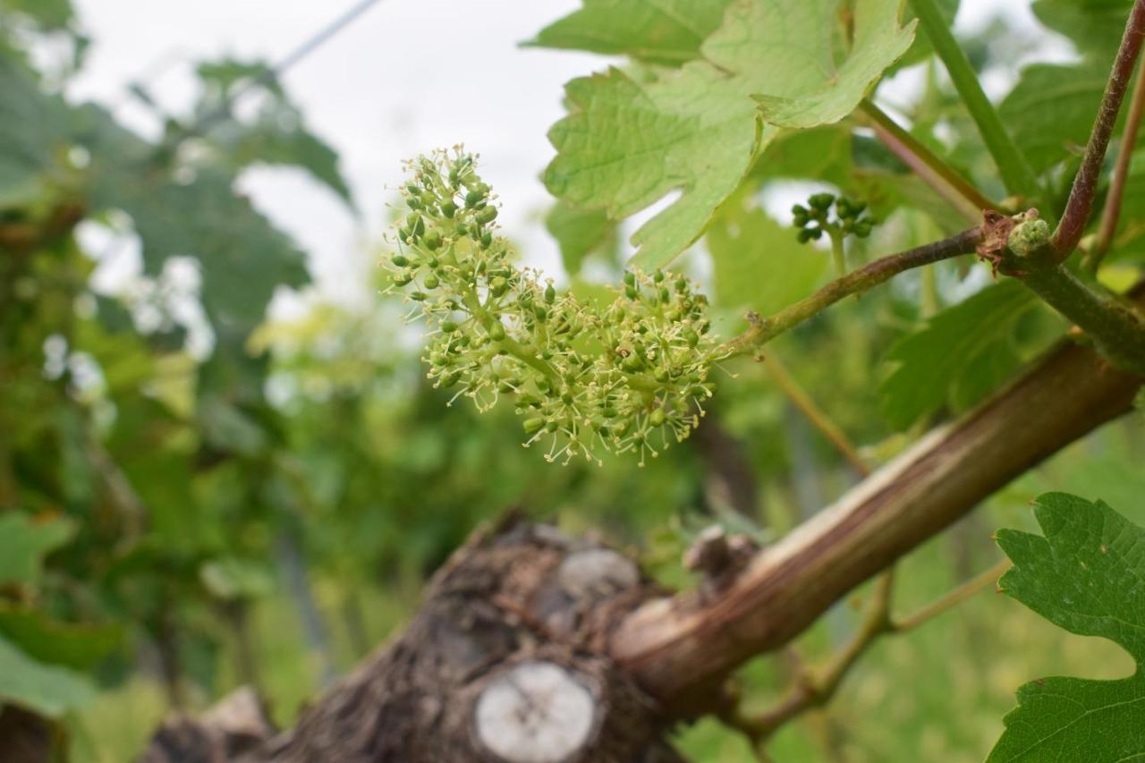 Ferienhaus & Weingut Am Steingebiss Pension Billigheim-Ingenheim Buitenkant foto