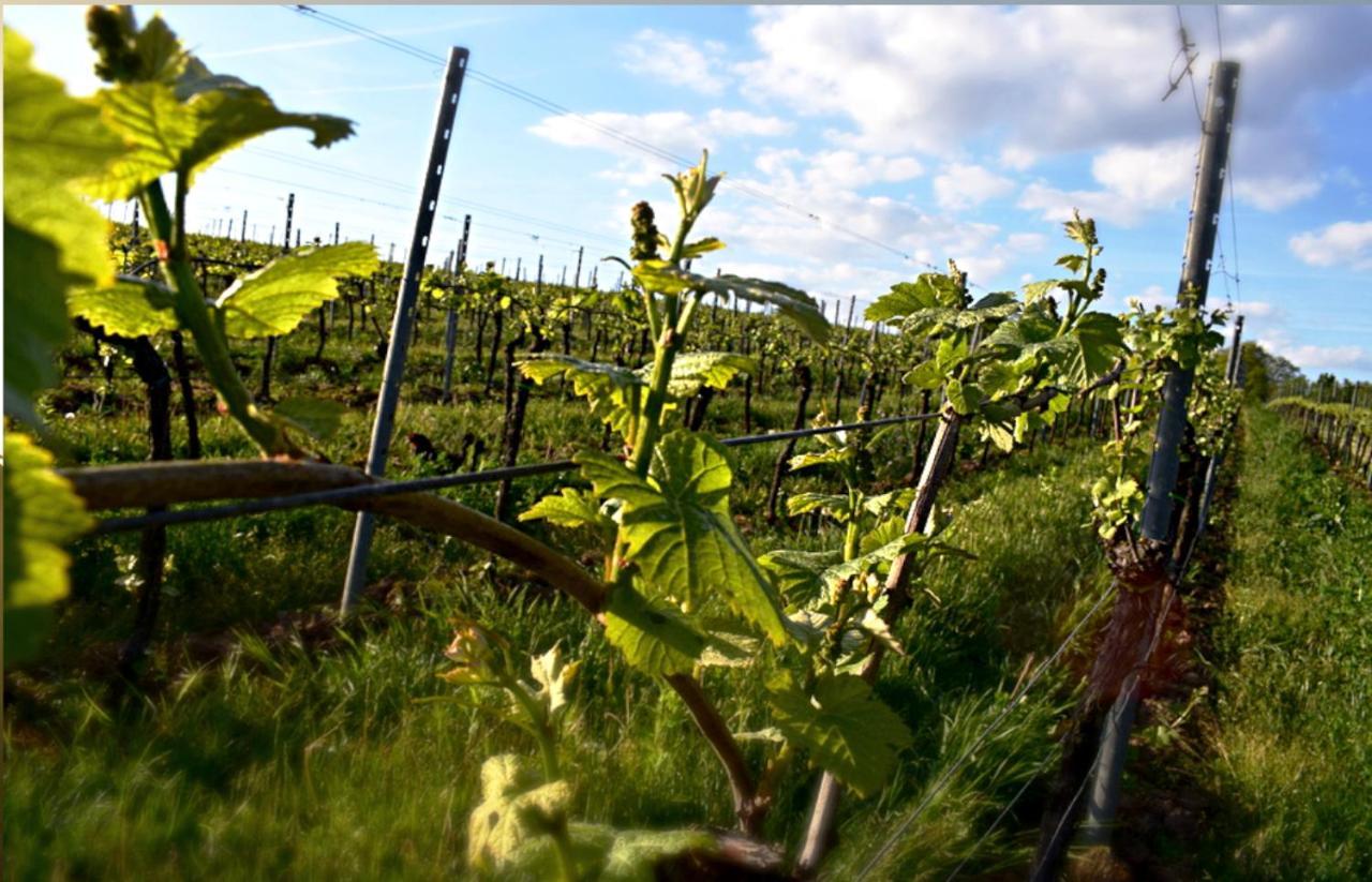 Ferienhaus & Weingut Am Steingebiss Pension Billigheim-Ingenheim Buitenkant foto