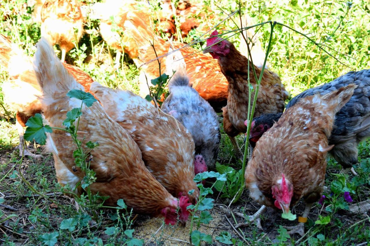 Ferienhaus & Weingut Am Steingebiss Pension Billigheim-Ingenheim Buitenkant foto